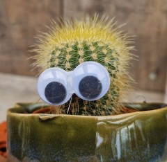 Cactus Assorted Varieties With Eyes